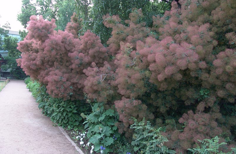 РОЗОВОЕ ДЫМНОЕ