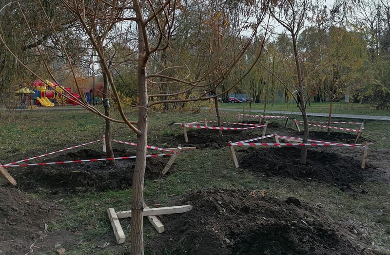 наше дерево, акция, деревья, осень