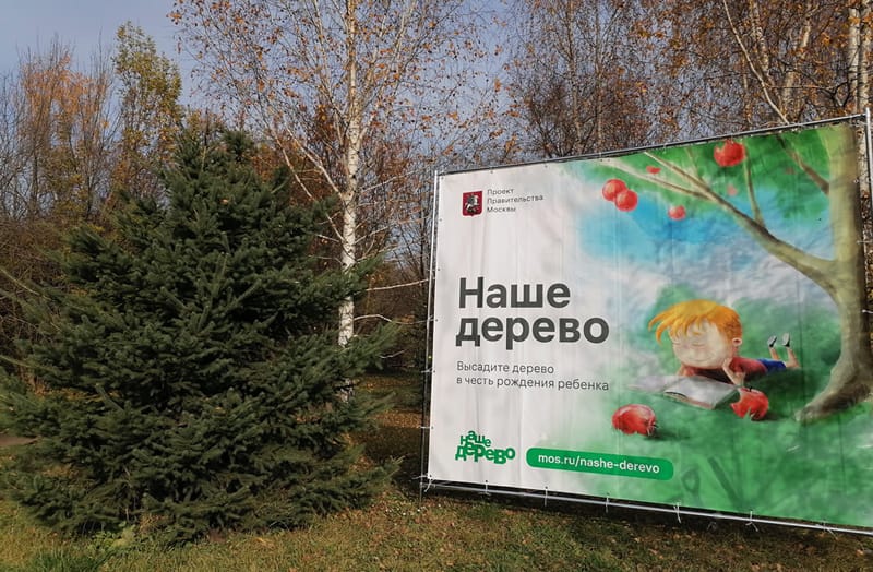 наше дерево, акция, деревья, осень