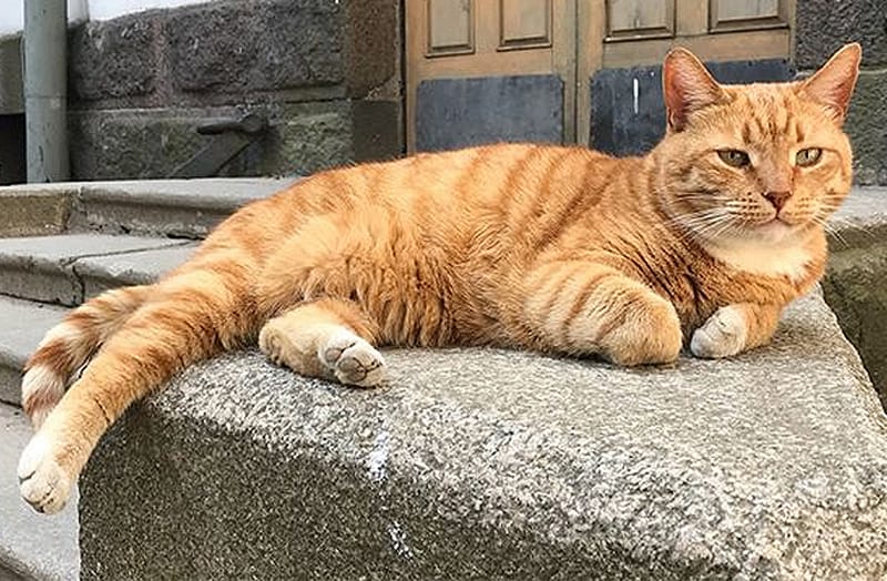 Кот