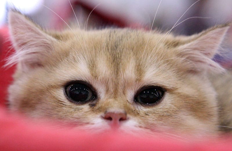 кошка