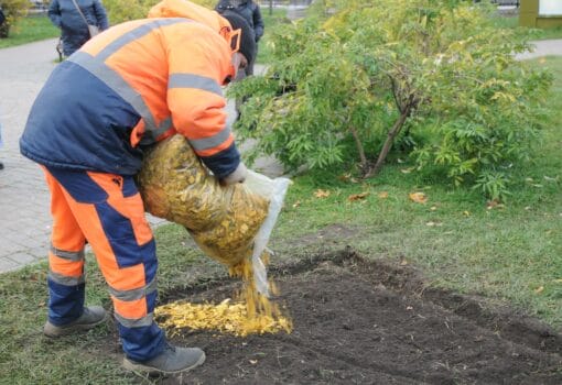 клумба, зима