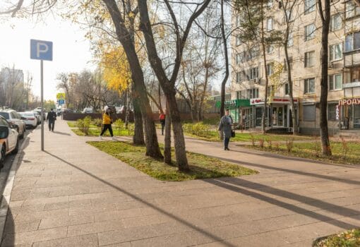 деревья, благоустройство