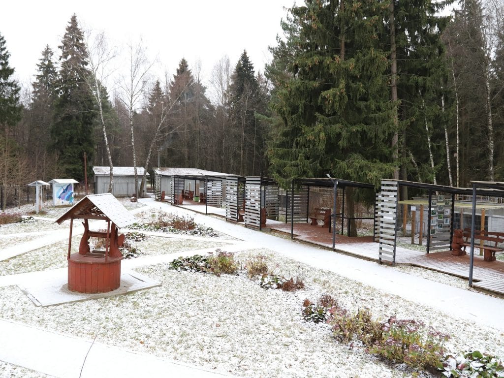 ель, елки, парк