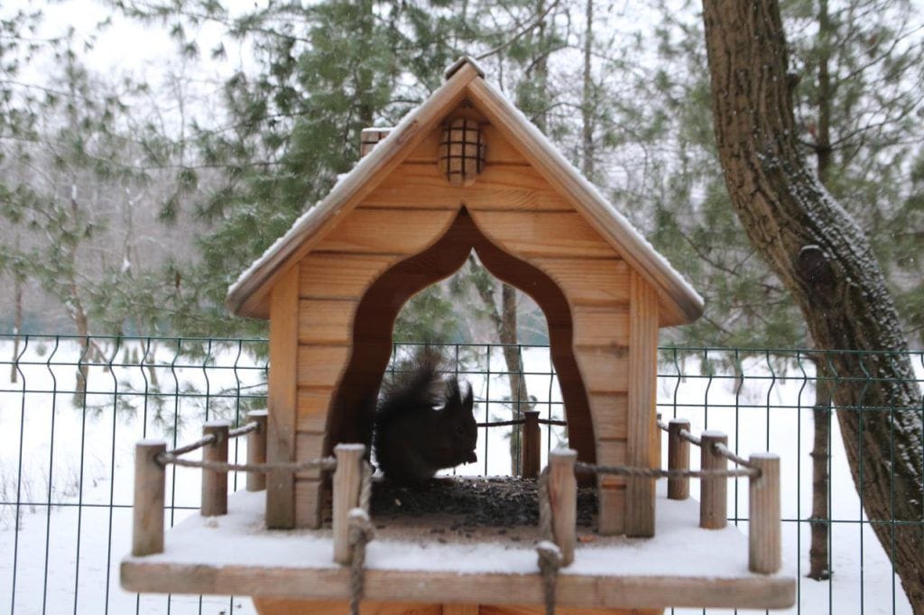 Экоцентр, зима, белка