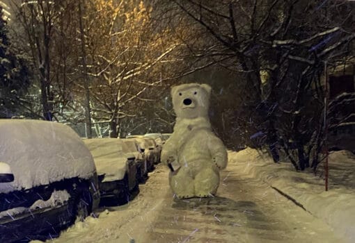 медведь фото mospravda.ru