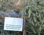 елочный круговорот, елка