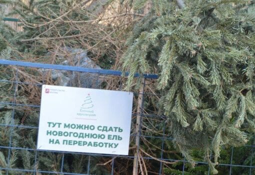 елочный круговорот, елка