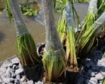 ил, водоем, Фото Юлии Смагринской