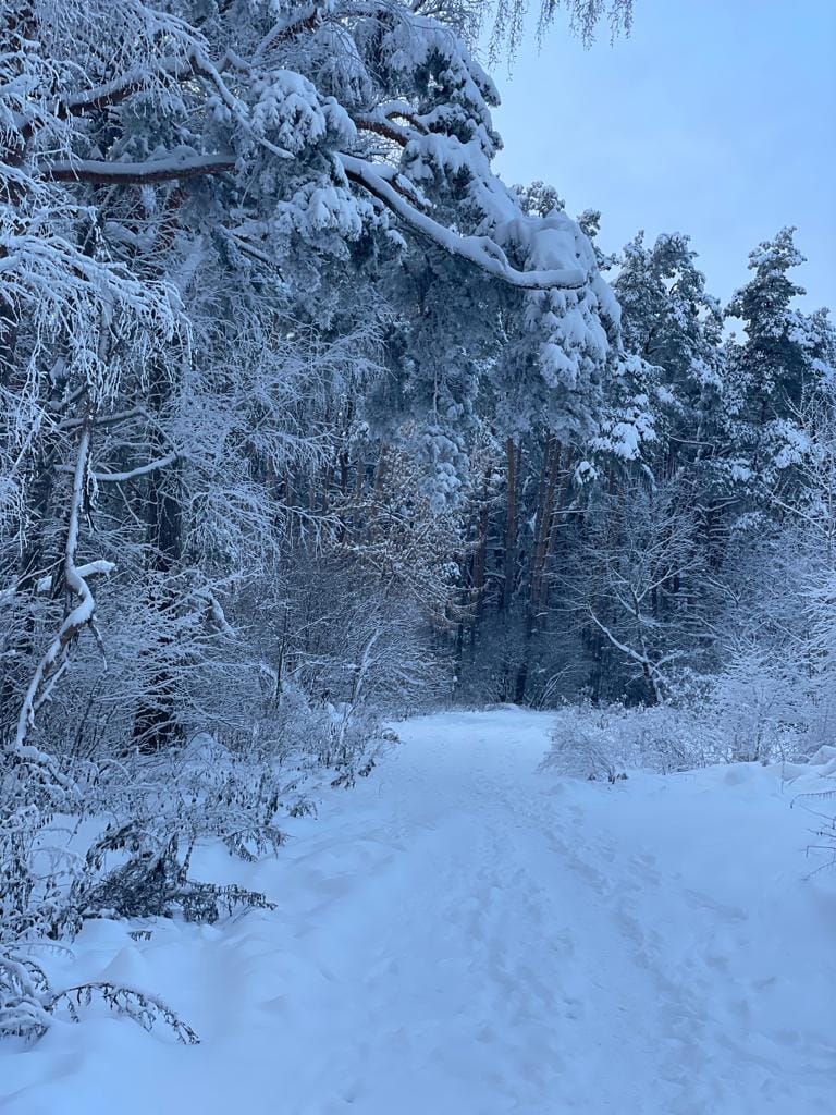 лес, зима. Фото Наталии Бахаревой