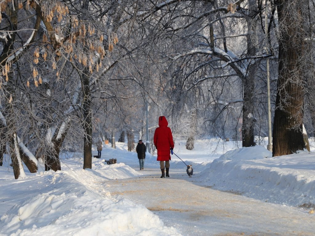 Воронцовский парк, зима, парк, Фото Юлии Смагринской