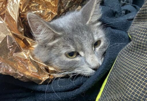 кошка