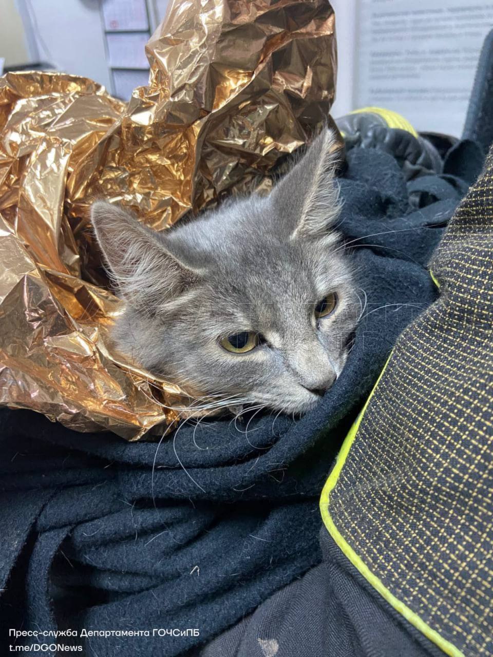 кошка