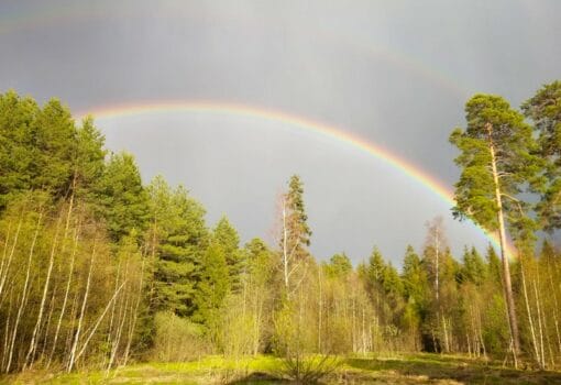 радуга, лес, фото МП