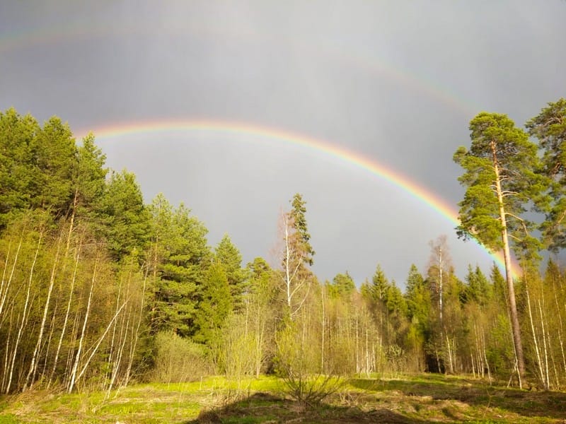 радуга, лес, фото МП