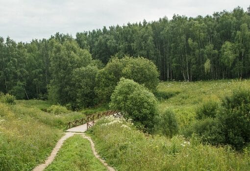 Битцевский лес. Фото с сайта Мосприроды