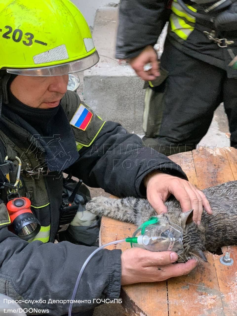 происшествия в Москве, история спасения, кот, пожар, Гражданской обороны
