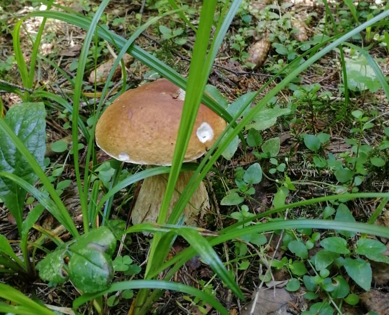грибы