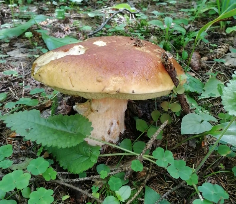 грибы