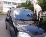 козы забираются на машины