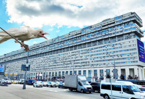 белая ворона