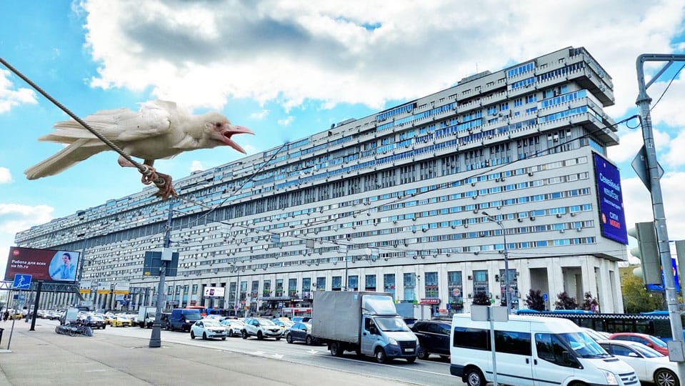 белая ворона