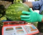 арбузы, бахчевые, бахчевые развалы