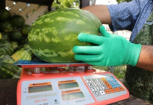 арбузы, бахчевые, бахчевые развалы