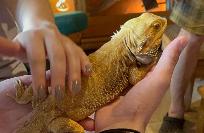 ящерица Фото МП