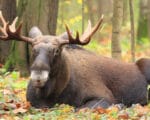 Лось Фото с сайта национального парка «Лосиный остров»