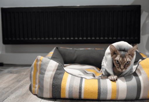 отопление, кот