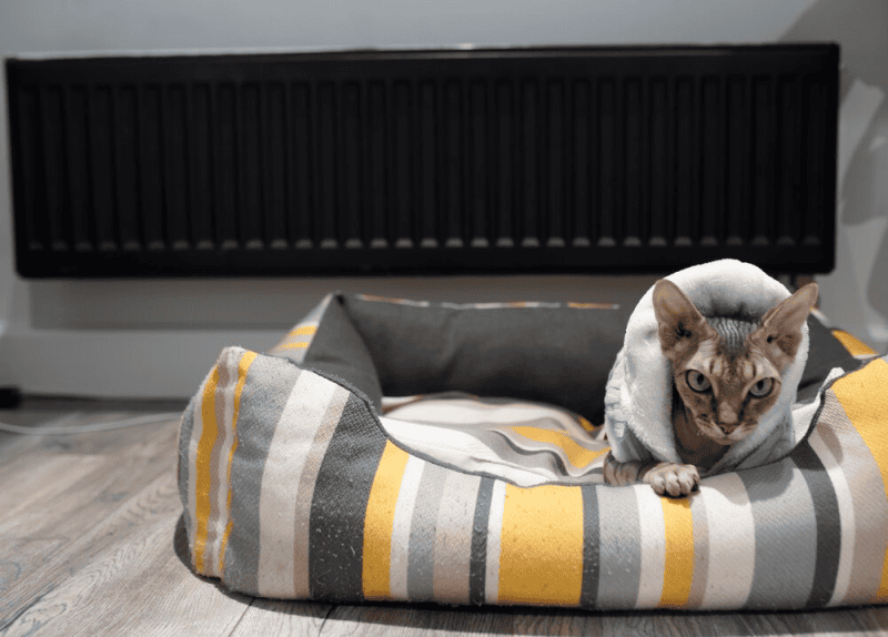 отопление, кот