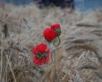 сад Русское поле в переходе от Манежной к Площади Революции, фото Юлия Смагринская