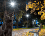 осень, вечер, кошка, Коллаж «Московской правды»