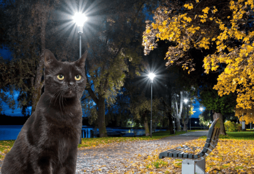 осень, вечер, кошка, Коллаж «Московской правды»