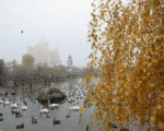 осень, туман, зоопарк