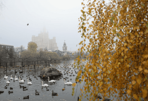 осень, туман, зоопарк