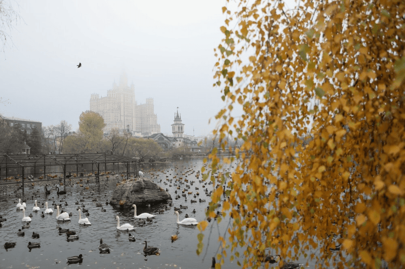 осень, туман, зоопарк