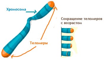 теломеры
