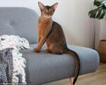 кошка, Фото: Shutterstock / evrymmnt
