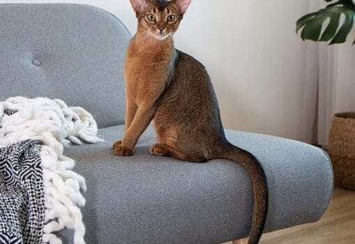кошка, Фото: Shutterstock / evrymmnt
