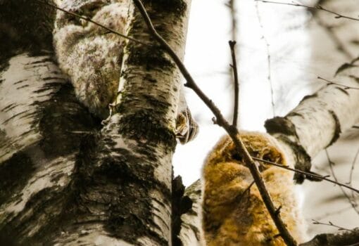 совята-пуховички, Фото пресс-службы Комплекса городского хозяйства Москвы