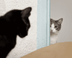 кошка боится, черный кот, Фото Freepik