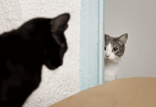 кошка боится, черный кот, Фото Freepik