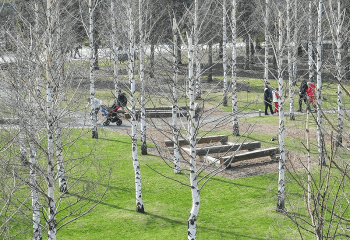 березы, парк, весна, народные приметы, 11 мая, поверья, сны