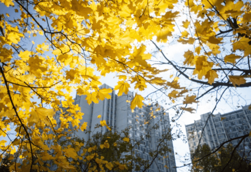 Москва, осень, погода, дом, Фото Софьи Сандурской / агентство «Москва»