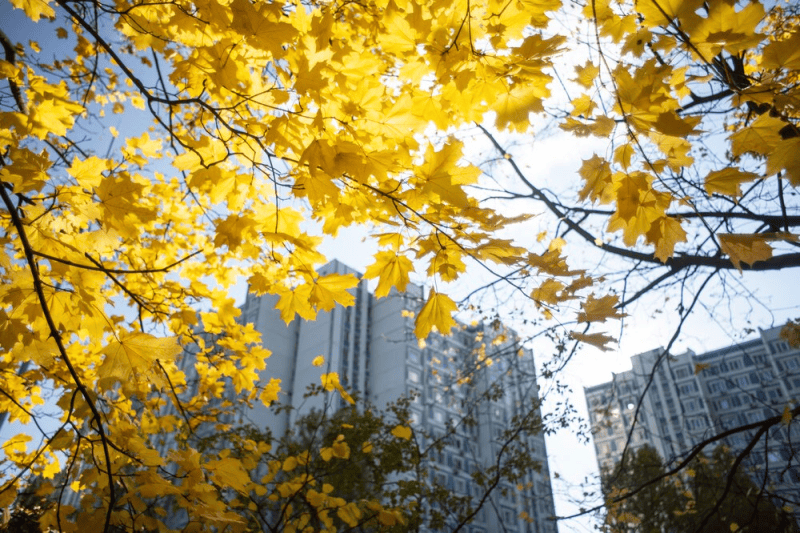 Москва, осень, погода, дом, Фото Софьи Сандурской / агентство «Москва»