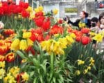 весна тюльпаны погода 8 Марта Фото Михаила Ковалёва