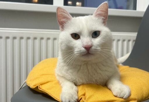 кот, батарея, отопление, фото Ольга Бахарева