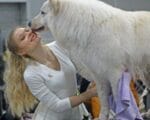 Собаки выставка животные Фото Михаила Ковалёва